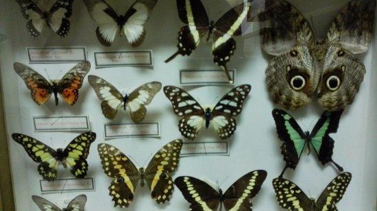 Afrikaans Museum van Namen